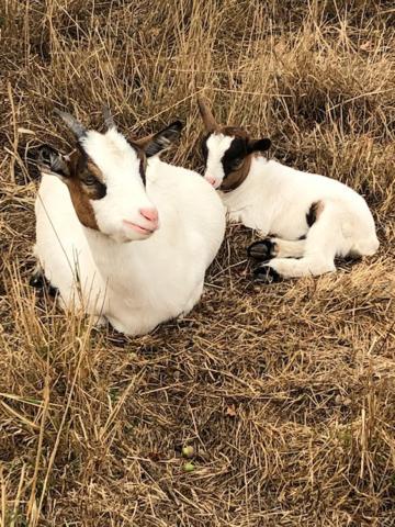 فيلا Le Domaine De La Petite Chevre Ploumagoar المظهر الخارجي الصورة